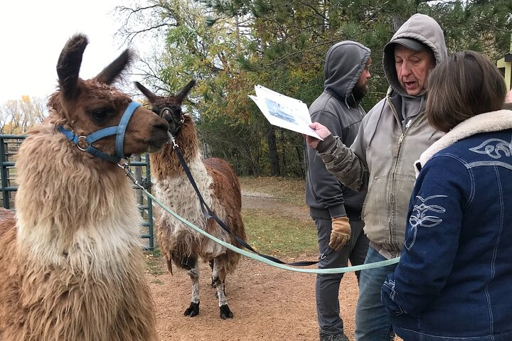 Llama Encounter - Photo 1 of 5